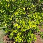 Citrus maxima Fruchs