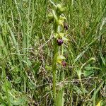 Ophrys sulcata Kita