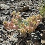 Physaria chambersii Fruto