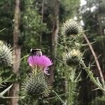 Cirsium vulgareЦветок