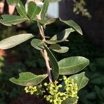 Elaeodendron transvaalense Flower