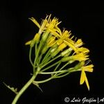 Senecio tamoides Kvet