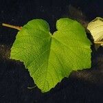 Vitis tiliifolia List