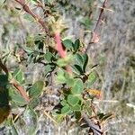 Berberis microphylla Лист