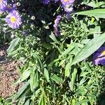 Erigeron speciosus Yaprak