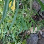 Leonurus sibiricus Leaf