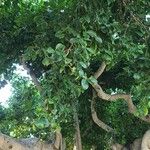 Ficus sycomorus Leaf