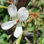 Pelargonium multibracteatum Blüte
