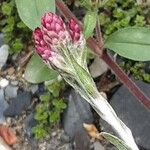 Saponaria ocymoides Çiçek