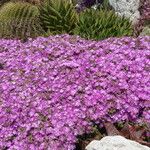 Drosanthemum hispidum Habitus