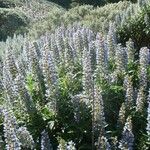 Echium callithyrsum Flower