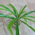 Thevetia neriifolia Hoja