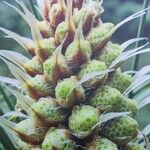 Pinus heldreichii Flower