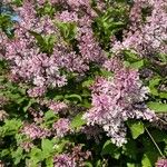 Syringa josikaea Flower