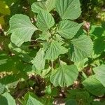 Salvia splendens Blatt