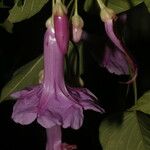 Ipomoea batatoides Blüte