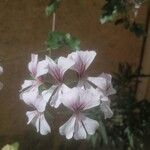 Pelargonium peltatumFlower