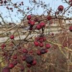 Crataegus laciniata Frucht