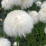 Eriophorum scheuchzeri Fula