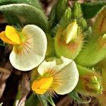 Tripodion tetraphyllum Цветок