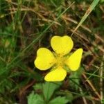 Potentilla erecta Flower