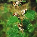 Rubus macrothyrsus 花