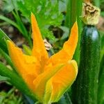 Cucurbita pepoFlor