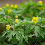 Anemonoides ranunculoides Habitus