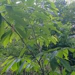 Castanea dentata Lehti
