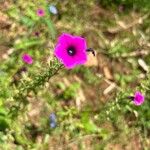 Petunia integrifolia Květ