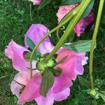 Paeonia officinalis Цвят