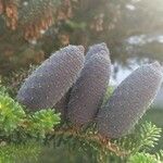 Abies balsamea 果