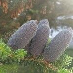 Abies balsamea Frukto