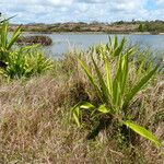 Furcraea foetida Celota