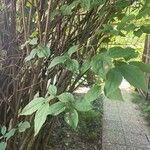 Philadelphus pubescens Blatt