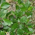 Salix myrsinifolia Blatt