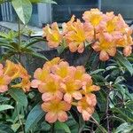 Rhododendron aurigeranum