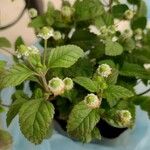 Lippia dulcis Flower