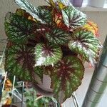 Begonia rex Leaf