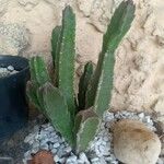 Stapelia grandiflora Leaf