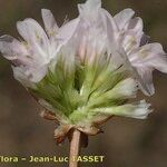 Armeria macrophylla Kwiat