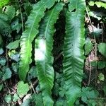 Asplenium scolopendrium Leht