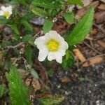 Sida spinosa Flower