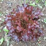 Lactuca sativa Leaf