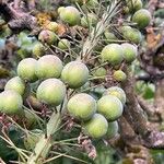 Eremurus robustus Fruit