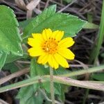 Sphagneticola trilobata Fleur