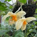 Stanhopea pseudoradiosa