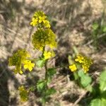 Barbarea orthoceras Flower