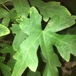 Malva acerifolia Leaf