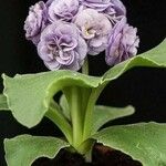 Primula auricula പുഷ്പം
